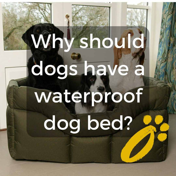 Why should dogs have a waterproof dog bed?