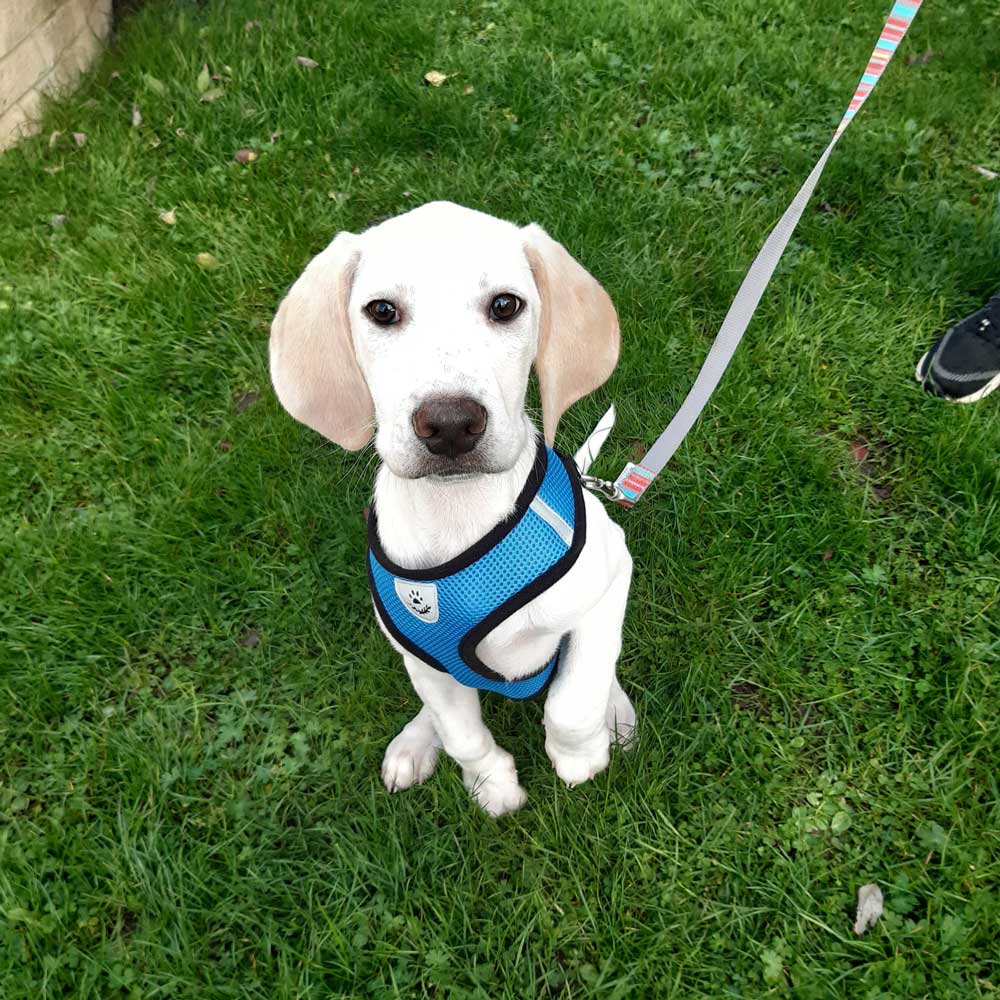 New puppy essentials: House and crate training