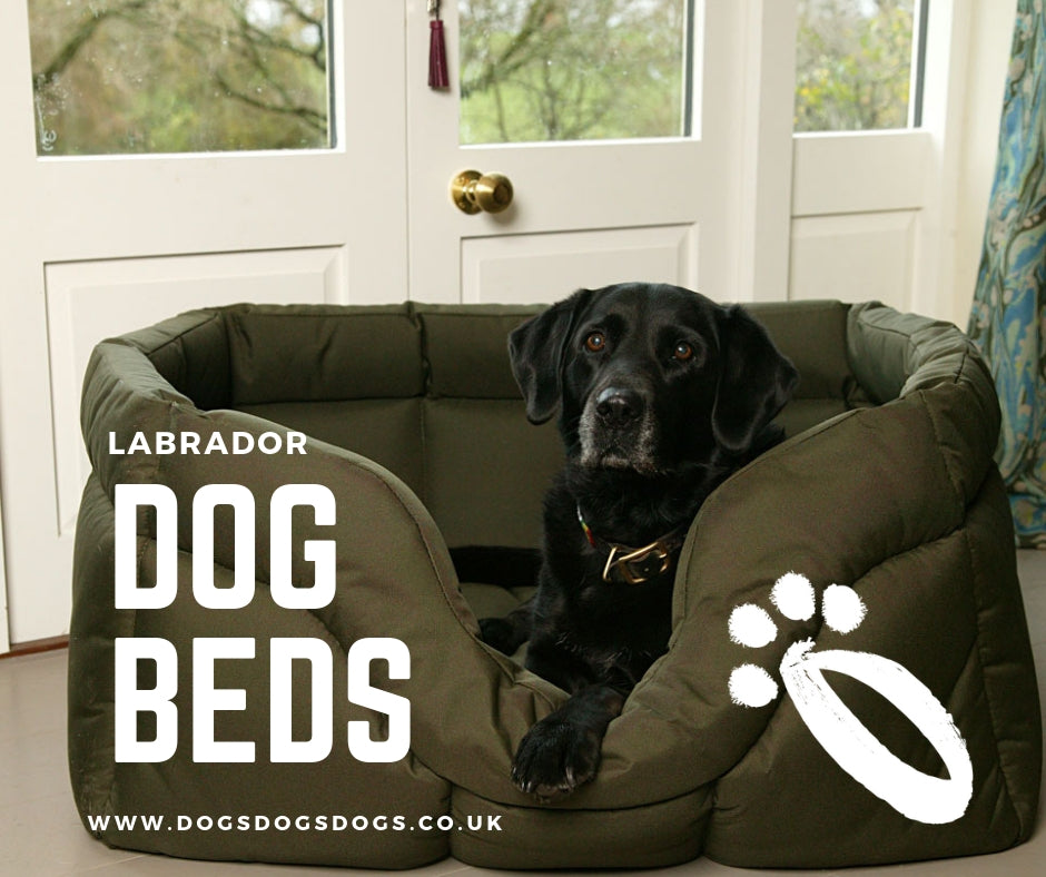 How to choose the right dog bed for a Labrador