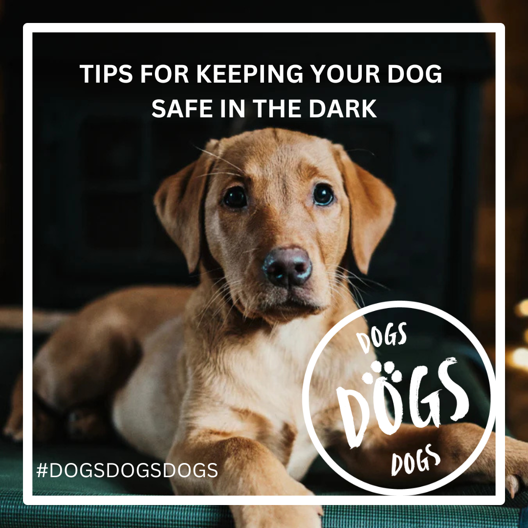 Curated visual reference: Picture Idea: Keeping Your Dog Safe In The Dark