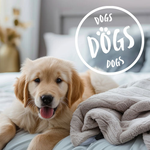 Top Tips for Finding Dog-Friendly Accommodation