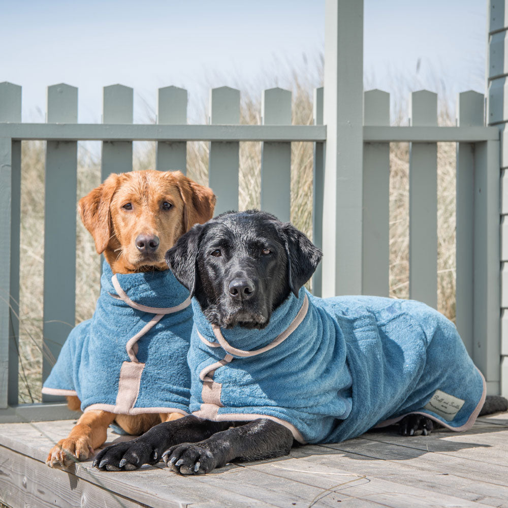 How to Cool your Dog in Hot Weather