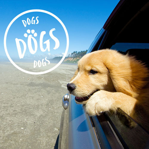 🚗🐾 Wagging Tails on the Open Road: Tips for Safe & Happy Car Journeys with Your Dog 🐾🚗