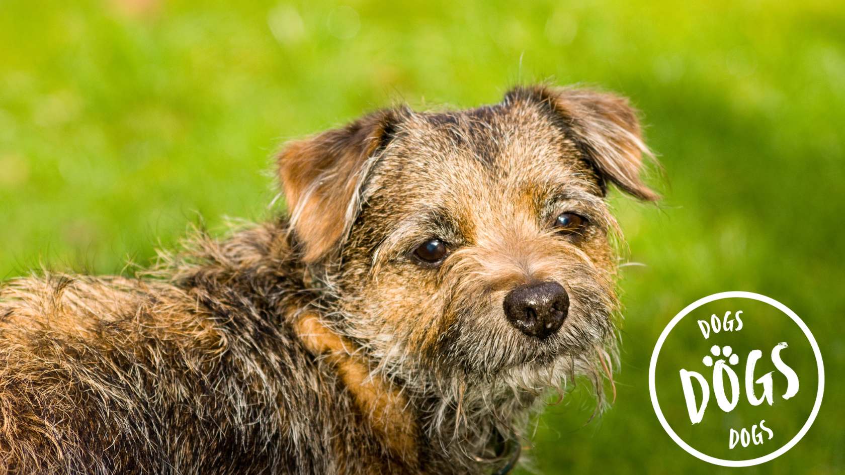 Border Terriers