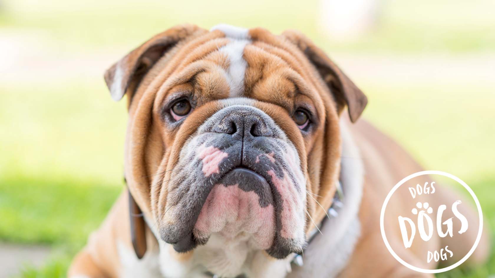 Bulldogs