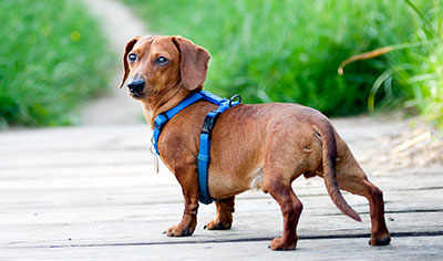 Dog Harnesses