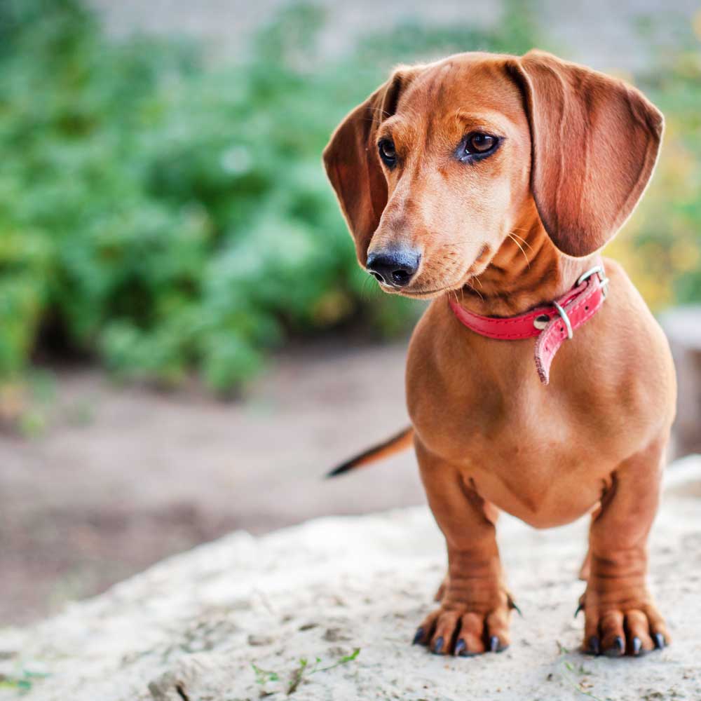 Dachshund dog beds and accessories