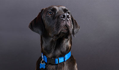 Collars, Leads & Harnesses
