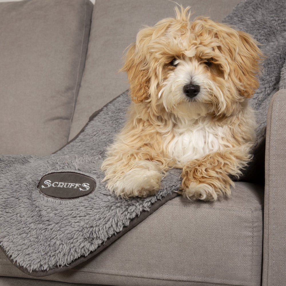 Cosy Dog Blanket - Grey Dog Blanket Scruffs® 