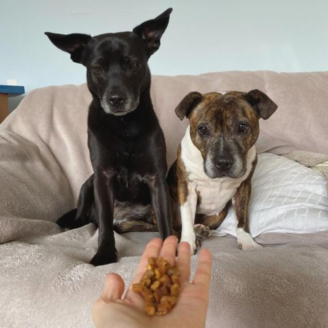 JR Pet Products Pure Training Treats – Single Flavour | 100% Natural, Grain-Free Rewards for Dogs