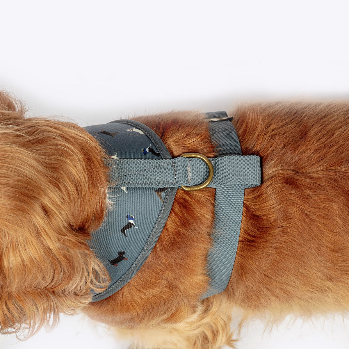 FatFace Marching Dogs Harness