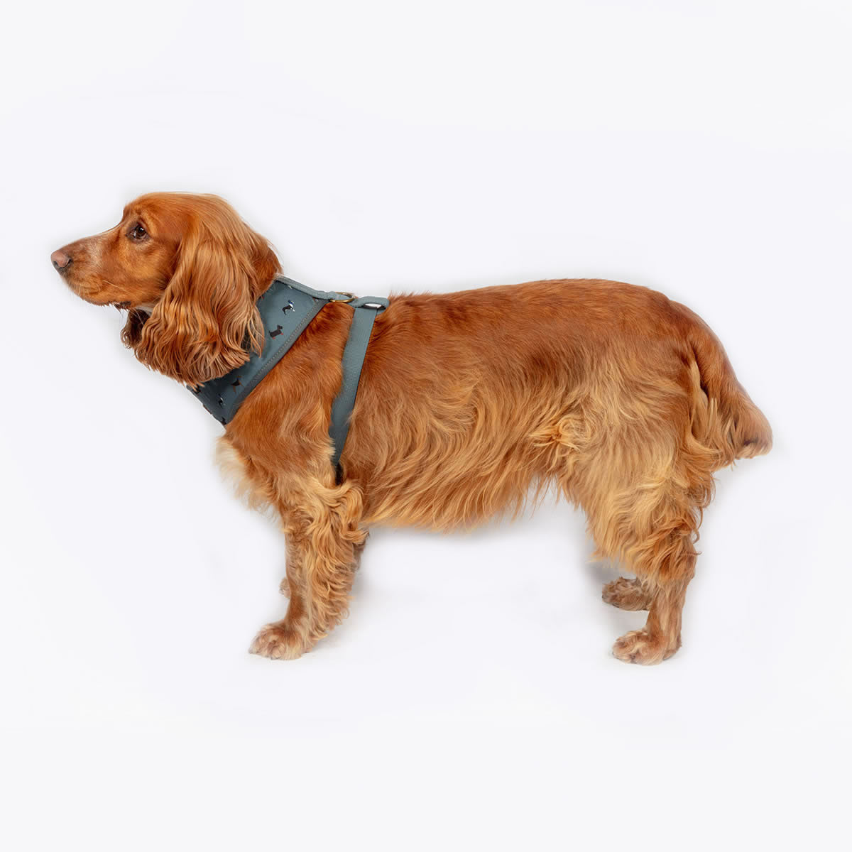 FatFace Marching Dogs Harness