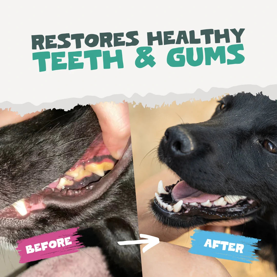 Natural Plaque Removal Powder for Dogs &amp; Cats | 100g Seaweed Dental Care Supplement