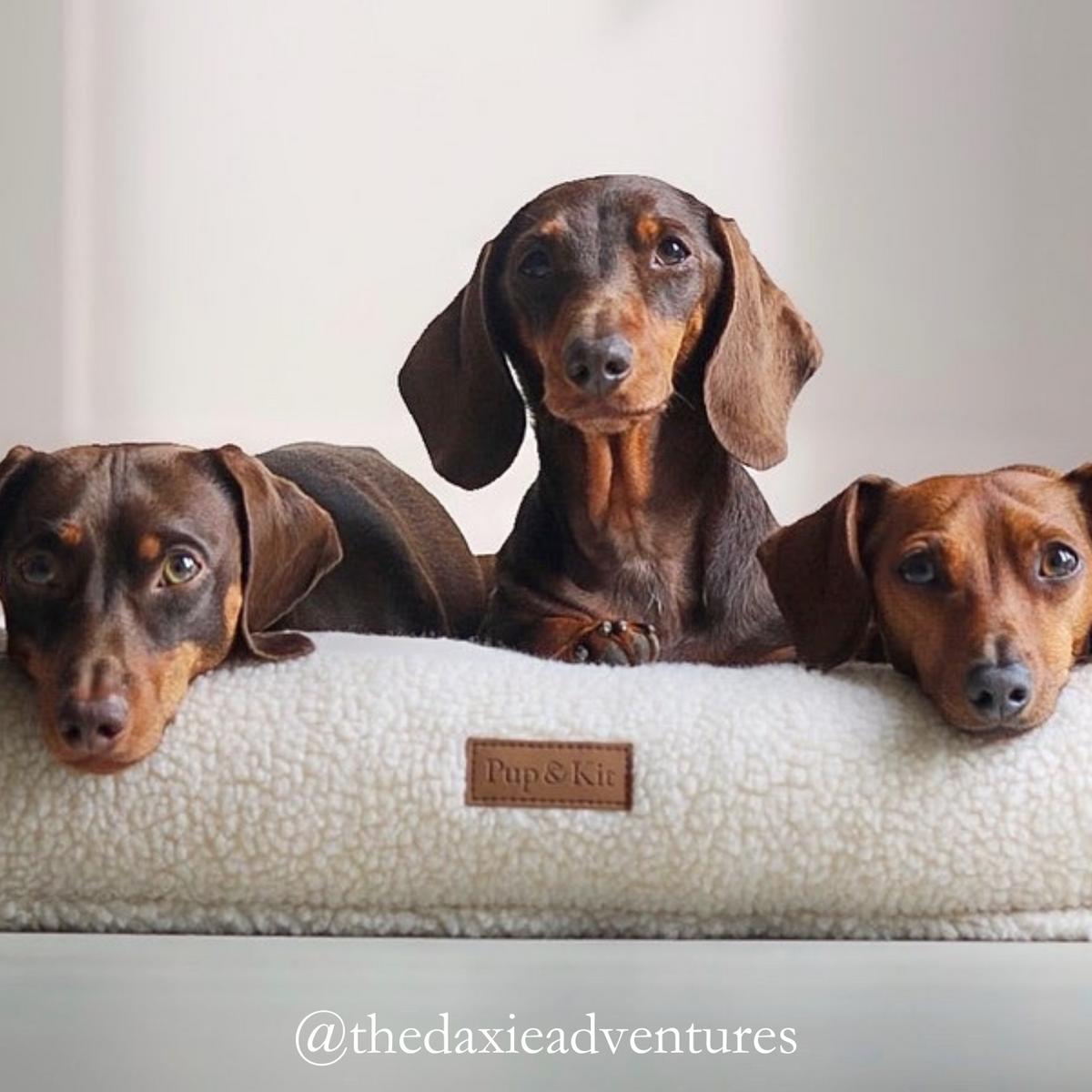 PupPillow Natural Daxie Adventures Dog#colour_natural