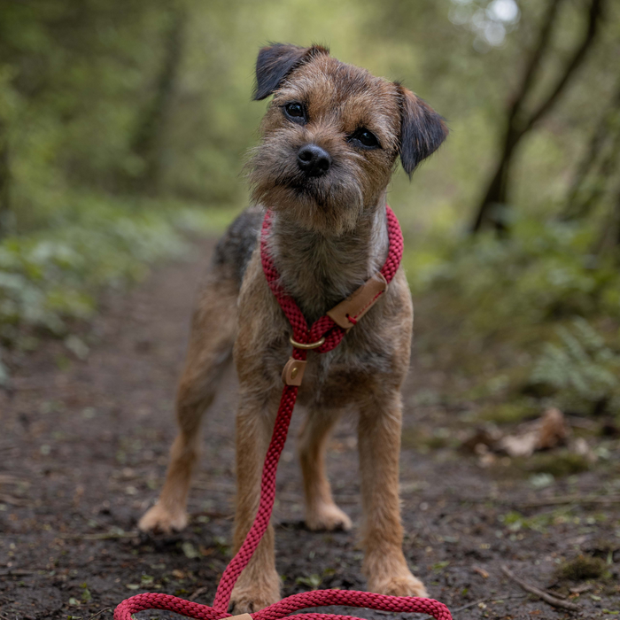 Ruff and Tumble slip lead