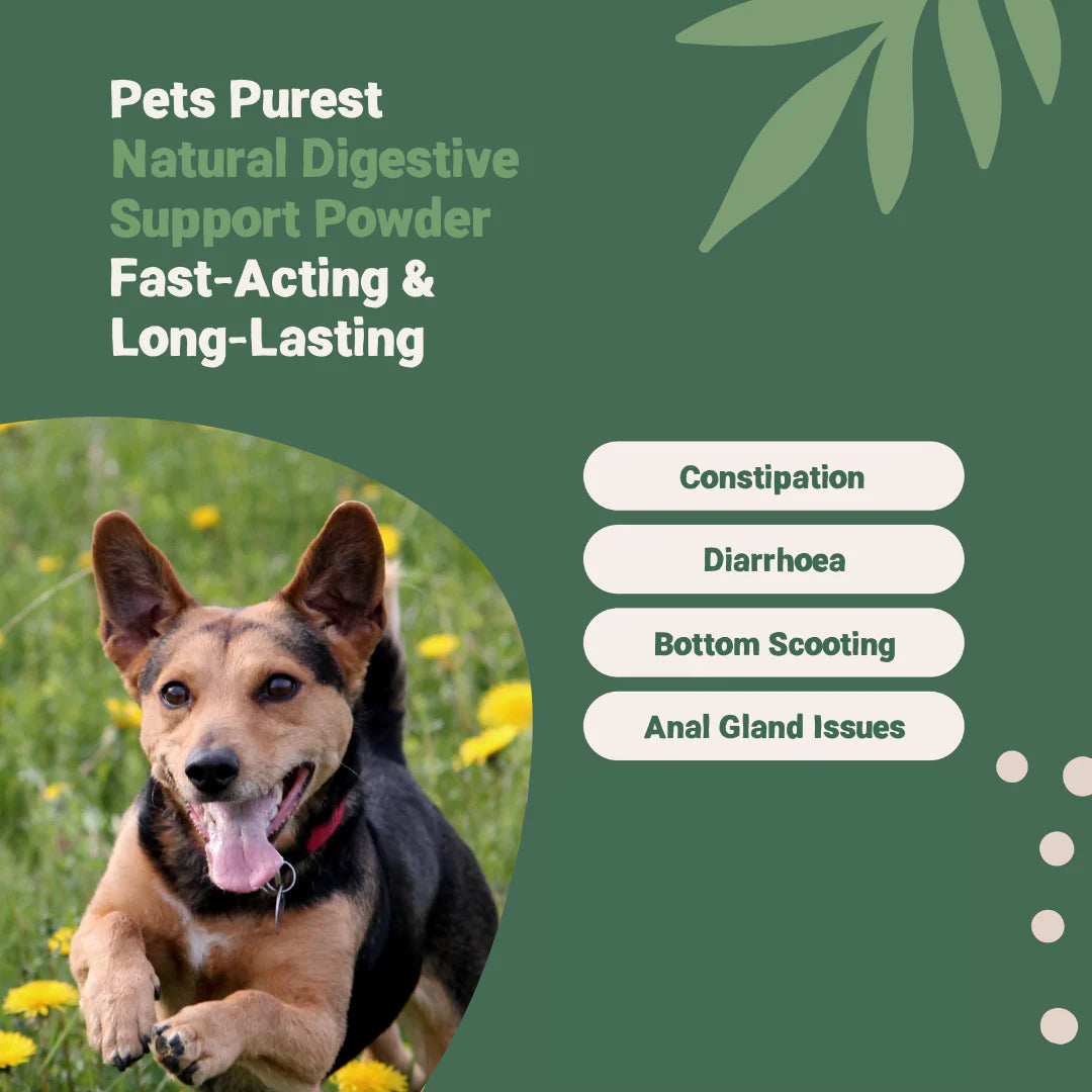 Digestive Support Powder for Dogs &amp; Cats | 100g Natural Gut Health Supplement