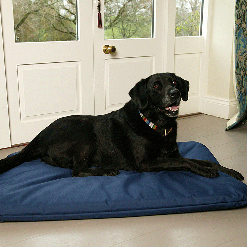 High Quality Labrador Dog Beds DogsDogsDogs UK