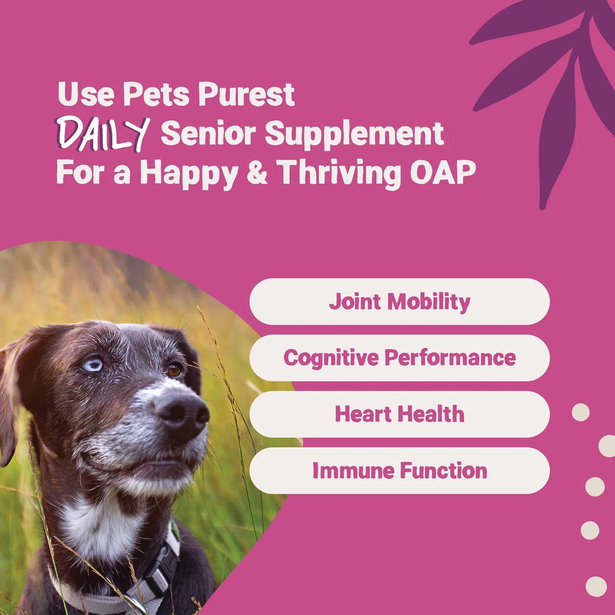 Senior Salmon Oil for Dogs &amp; Cats (300ml) | Natural Joint &amp; Brain Care