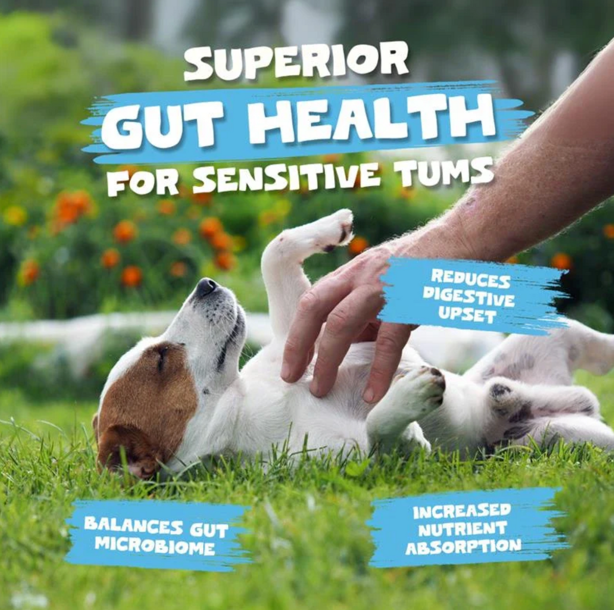 Goats Milk Powder for Dogs &amp; Cats | 250g Digestive Supplement