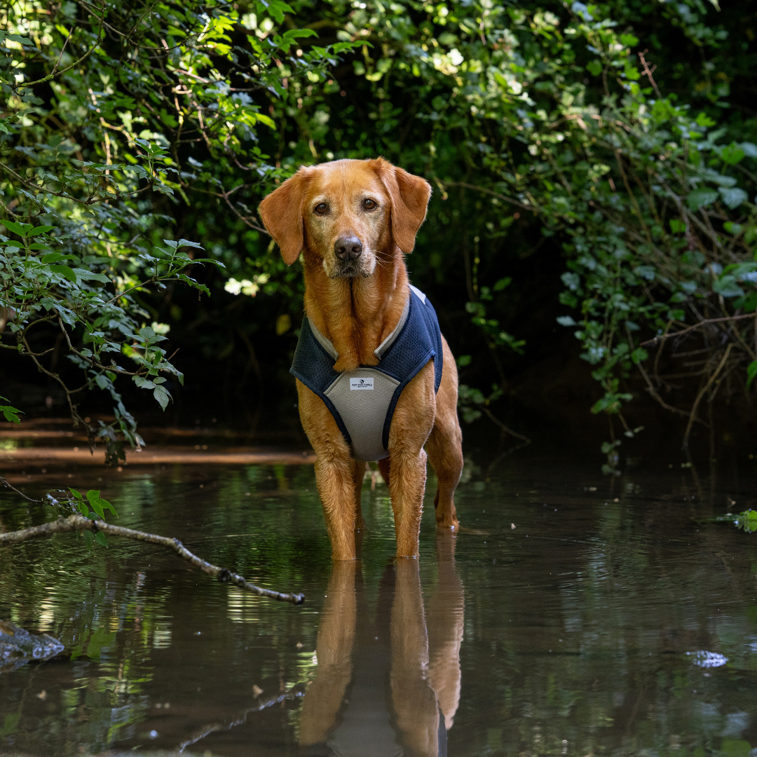 Ruff and Tumble Dog Cooling Coat