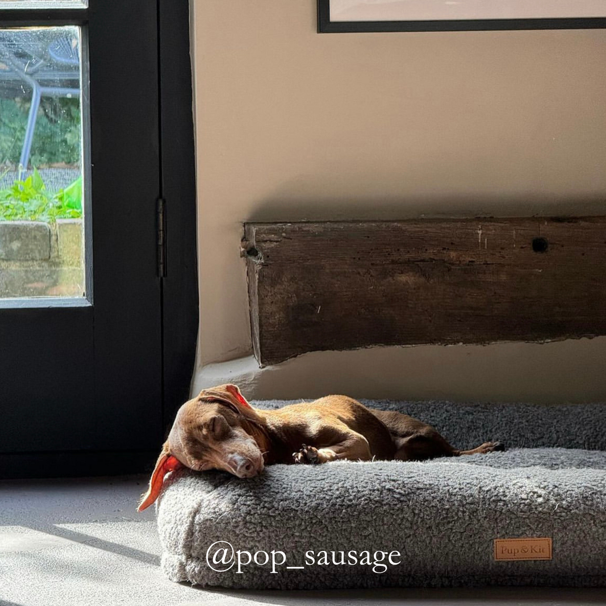 PupPillow Slate Dachshund Dog Close Up#colour_slate-grey