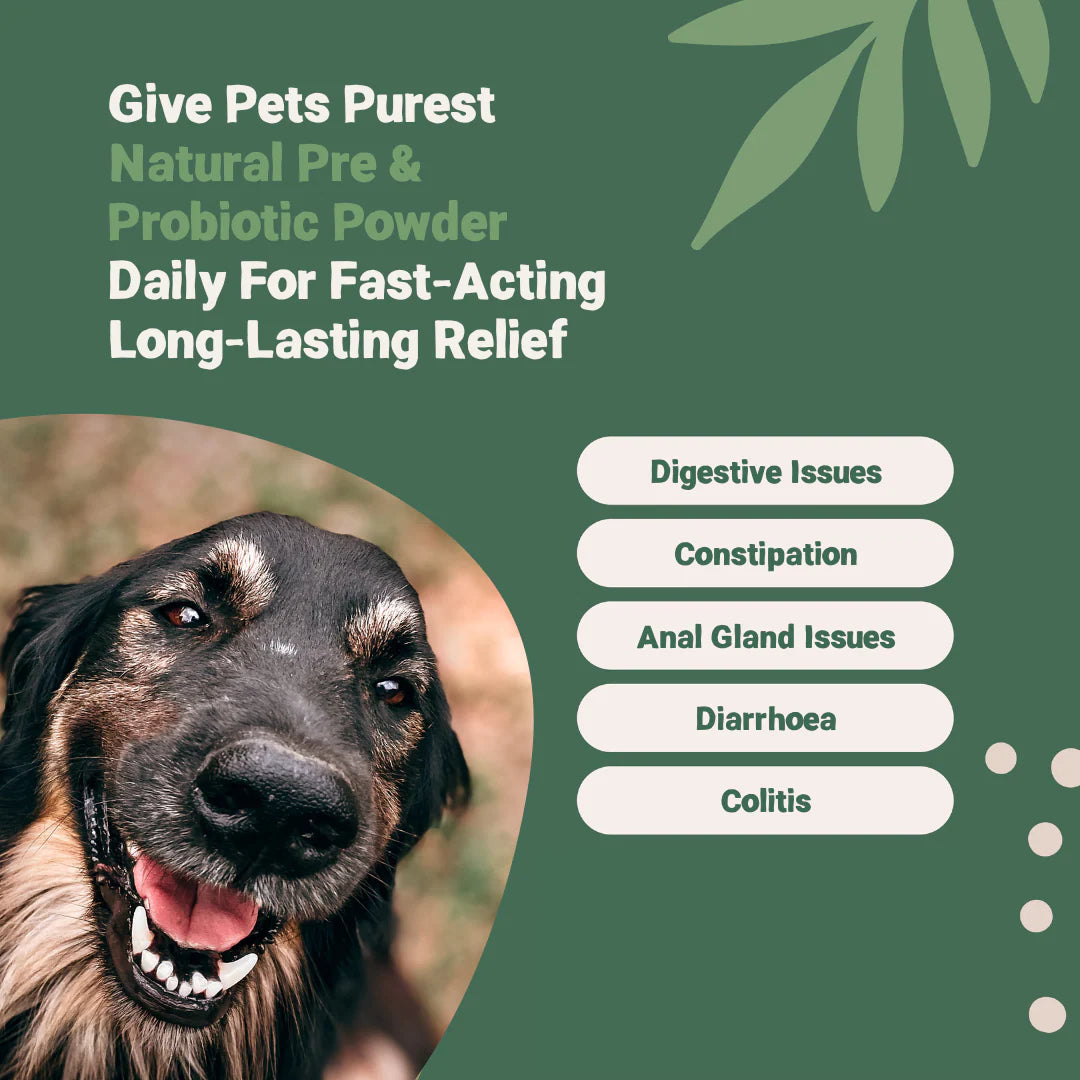 Pre &amp; Probiotic Powder for Dogs &amp; Cats | Natural Gut Health Supplement