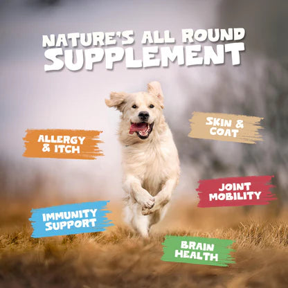 Natural Scottish Salmon Oil for Dogs &amp; Cats | 300ml Premium Omega Supplement
