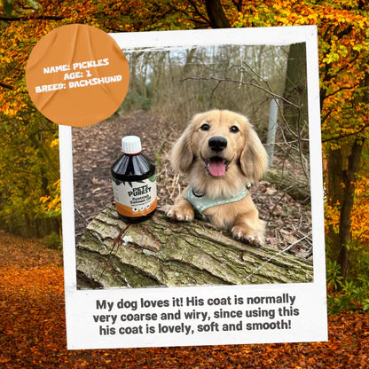 Natural Scottish Salmon Oil for Dogs &amp; Cats | 300ml Premium Omega Supplement