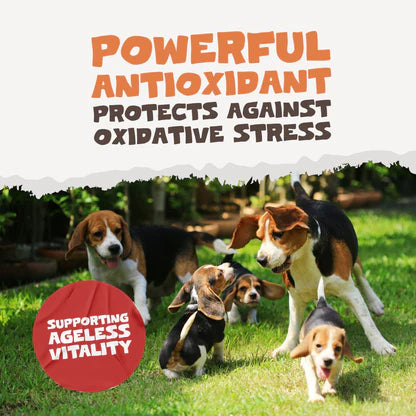 Natural Turmeric Curcumin for Dogs &amp; Cats | 60 High-Strength 500mg Capsules