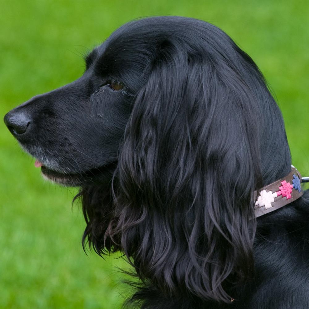 Pioneros Polo Dog Collar - Pampa Cross - Berry, Navy & Pink at £27.99