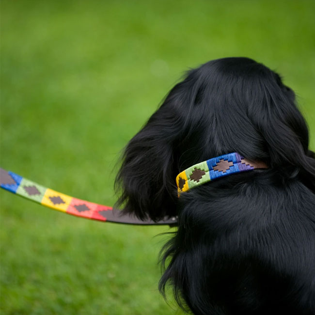 Pioneros Polo Dog Lead - Rainbow at £34.99