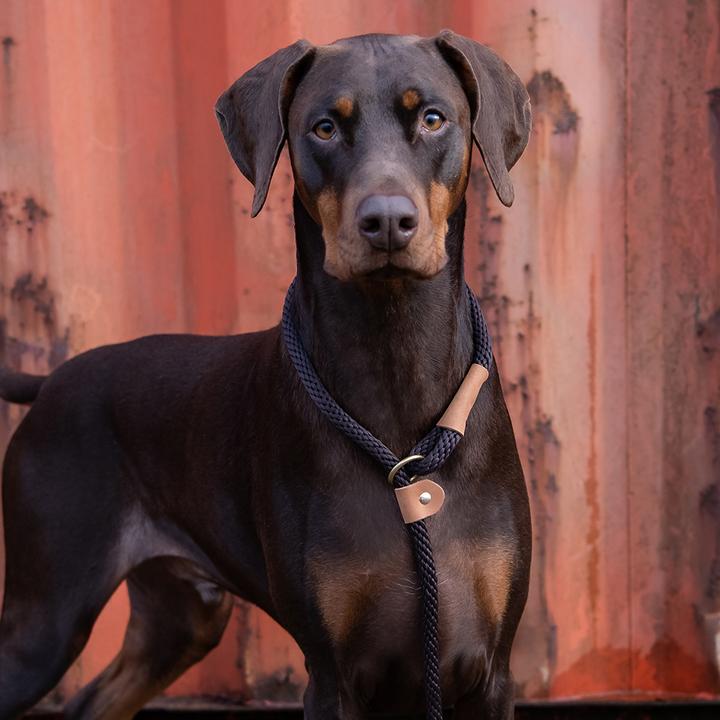 Ruff and Tumble slip lead RTSLflint-1 on www.dogsdogsdogs.co.uk