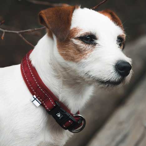 Hurtta Casual Neoprene Lined Collar 932868 on www.dogsdogsdogs.co.uk